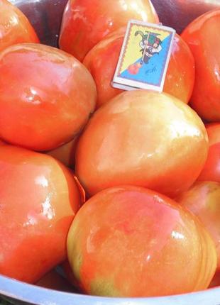 Семена томата "бизнес-леди"