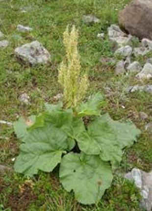 Семена "ревень"