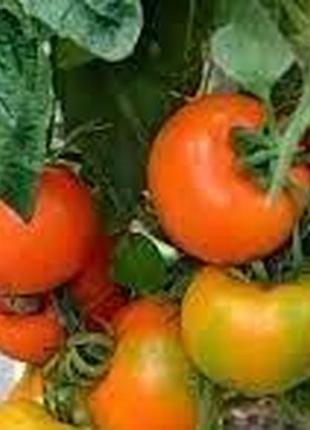 Семена томата золотая теща