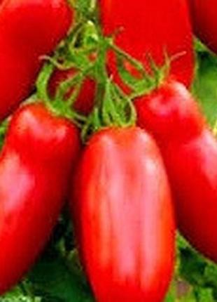 Семена томата "медок"