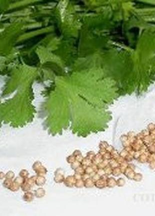 Семена "кориандр"(кинза)