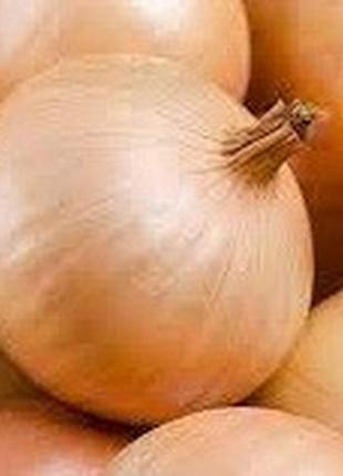 Семена лука вольский