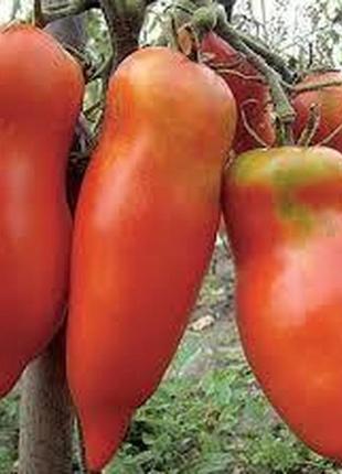 Семена томата "мустанг"