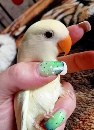 Попугай неразлучник малыши