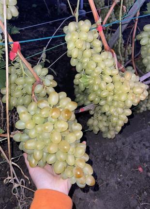 Саженцы винограда4 фото