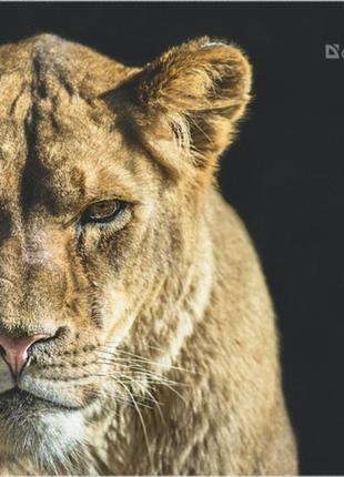 Коврик для мышки defender (50803)wild animals 220x180x2mm