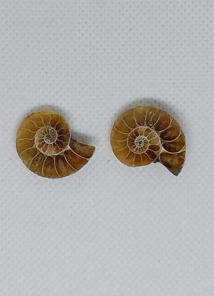 Амоніт натуральний амоніт раковина молюска аммонит3 фото