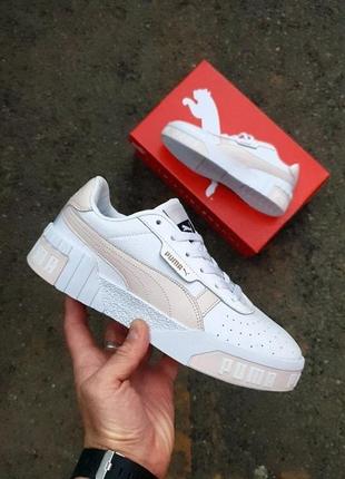 Puma cali