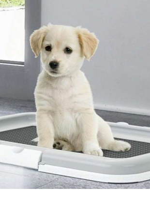 Лоток для собак