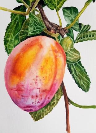 Картина акварель 28х40 см манго