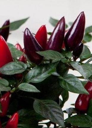 Семена перца "акапулько"