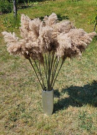 Камыш пампасная трава камешь сушеный фотозона декорации