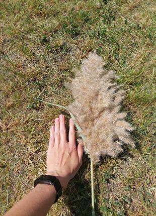 Камыш пампасная трава камешь сушеный фотозона декорации