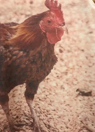 Очень красивая и стильная брендовая майка.