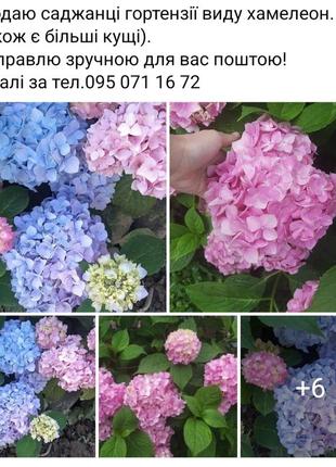 Продаю гортензію хамелеон
