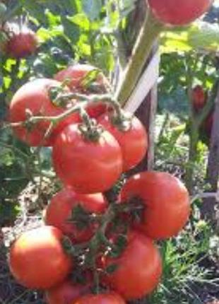 Семена томата сорт санька 5 грамм