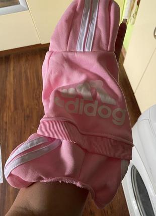 Новый крутой костюм для маленькой собачки