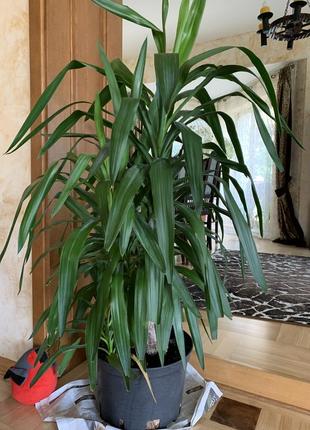 Пальма домашня юка кімнатне дерево пальма кімнатна