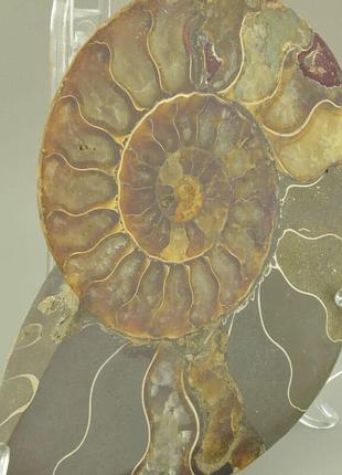 Амоніт природний, розмір 145x120 мм.3 фото