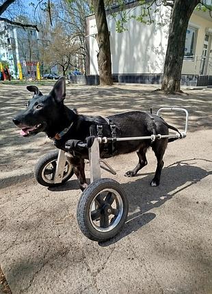 Інвалідний візок коляска для собак 2