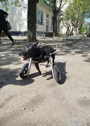 Інвалідний візок коляска для собак 8