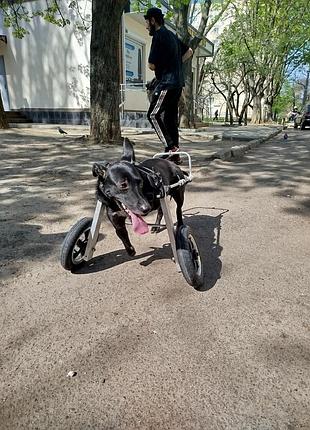 Інвалідний візок коляска для собак 3