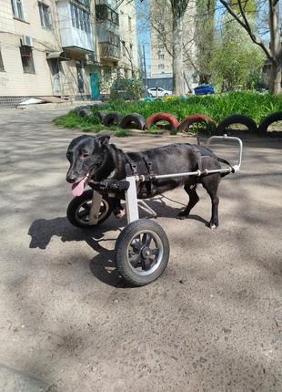 Інвалідний візок коляска для собак 6