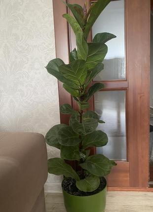 Фикус лирасата