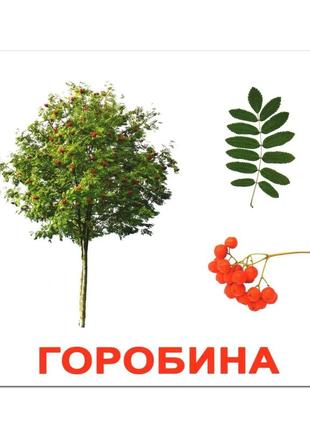 Карточки большие русские с фактами, ламинированые "дерева" 20шт, тм вундеркинд, 094415