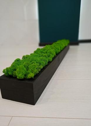Моссаріум з преміум мохом 20 см