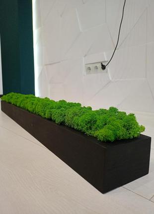 Моссаріум з преміум мохом 20 см