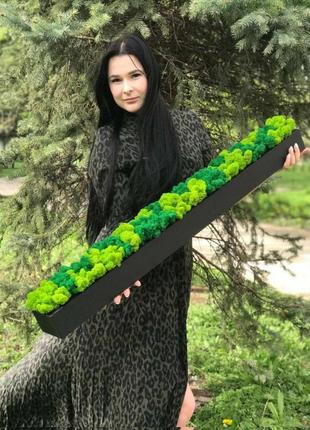 Моссаріум з преміум мохом 20 см