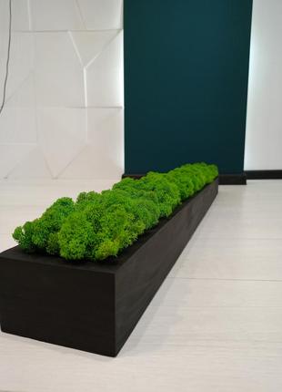 Моссаріум з преміум мохом 20 см