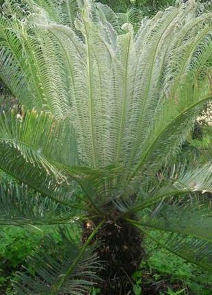 Насіння гімалайський саговник, цикас, cycas pectinata 1 шт/уп