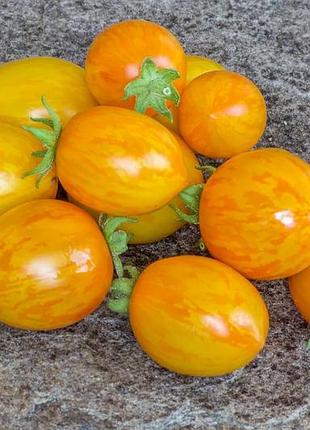 Насіння томату кімнатного тигретта черрі жовті, tigeretta cherry yellow, 5шт/уп