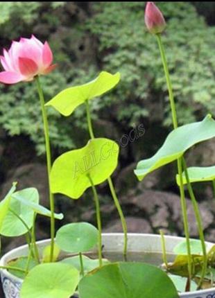 Лотос молодий кущ 1 шт.