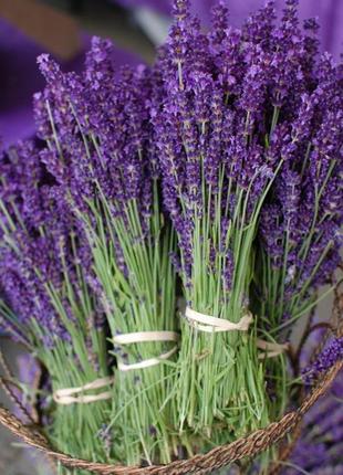 Букет свежей лаванды 150шт
