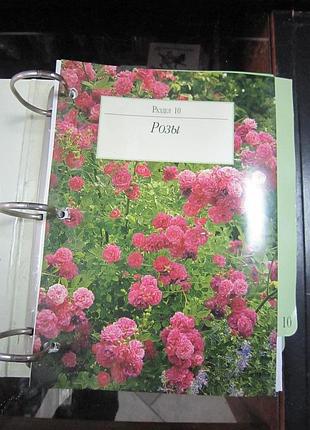 Рози. овочі і зелень.