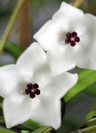 Хойя pauciflora, хойя паусифлора, укоренённый черенок, укоренённое растение