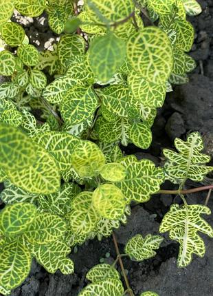 Жимолость японская aureareticulata 2