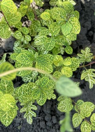Жимолость японская aureareticulata 3