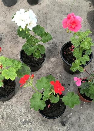 Набір пеларгоній - 5 сортів