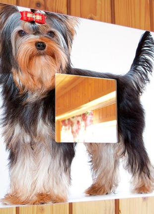 Декоративне дзеркало «йоркширський тер'єр» для любителів домашніх улюбленців, собачників, прикраса інтер'єру