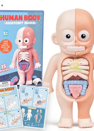 (328) huiqibao kid монтессори 3d puzzle модель анатомии человеческого тела