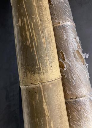 Бамбук ствол