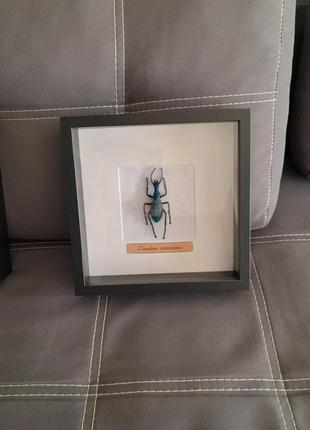 Жук в рамке декоративный