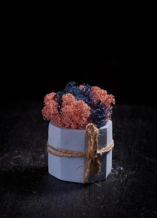 Мини кашпо с мхом 4