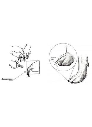 Ножницы триммер для стрижки ногтей животных резак ногтей маникюрные ножницы из нержавеющей стали3 фото