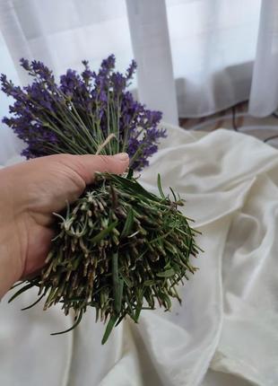 Букет свіжо зрізаної лаванди