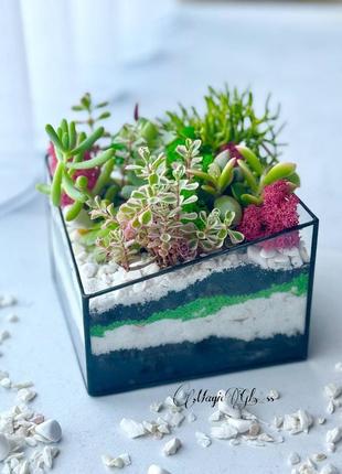 Флораріум із сукулентами